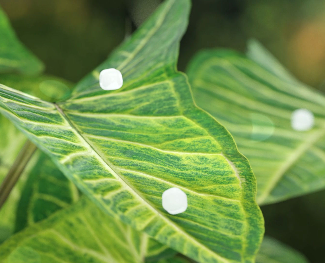 EcoLactam